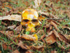 Geometric Skull - Autumn leaves